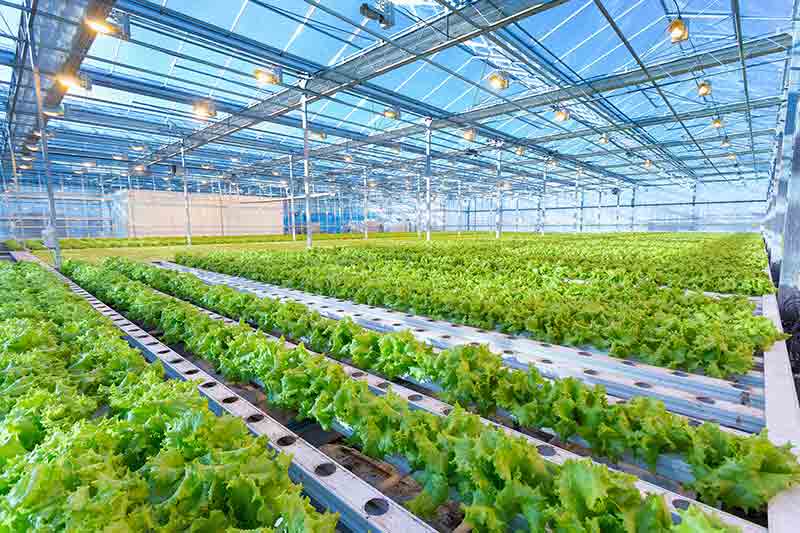 Commercial greenhouse cost