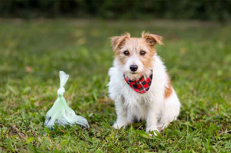 Dog poop removal cost