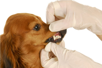 Dog teeth cleaning cost