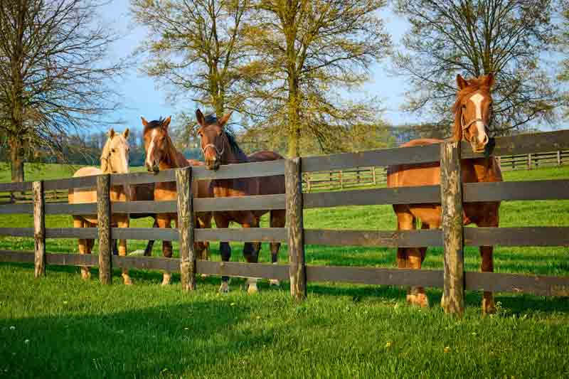 Horse fencing cost