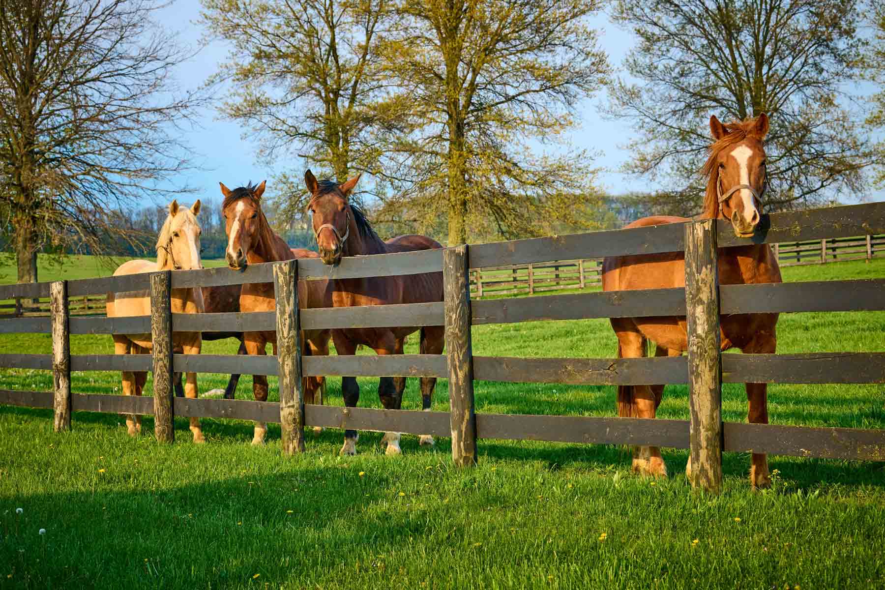 Horses standing behind a wood split-rail horse fence Horses standing behind a wood split-rail horse fence