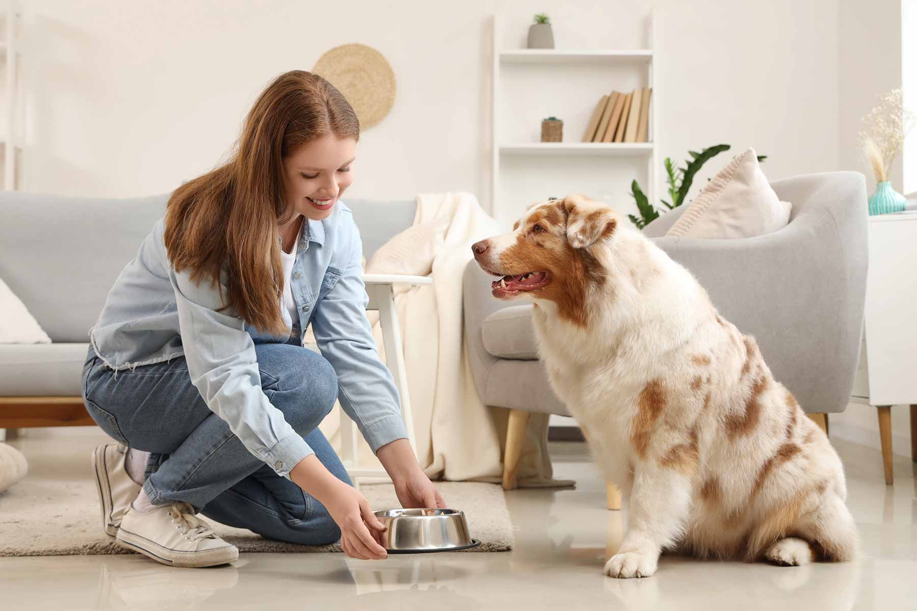 A female dog sitter feeding a large breed dog during a home pet sitting session