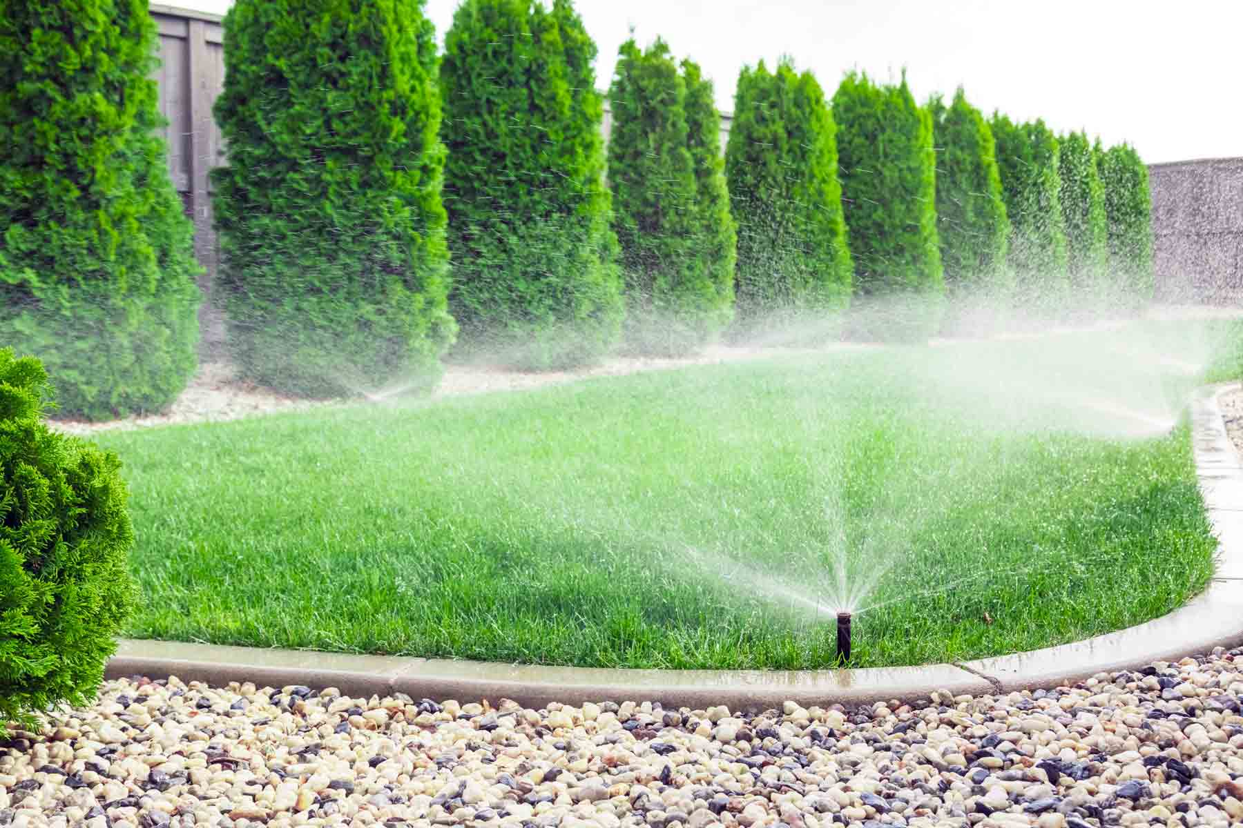 Sprinkler system irrigation heads watering a residential lawn and shrubs