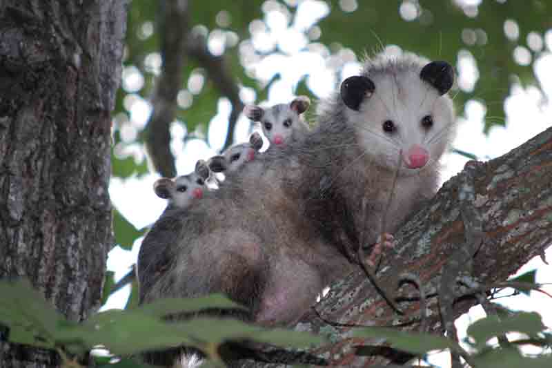 Possum removal cost