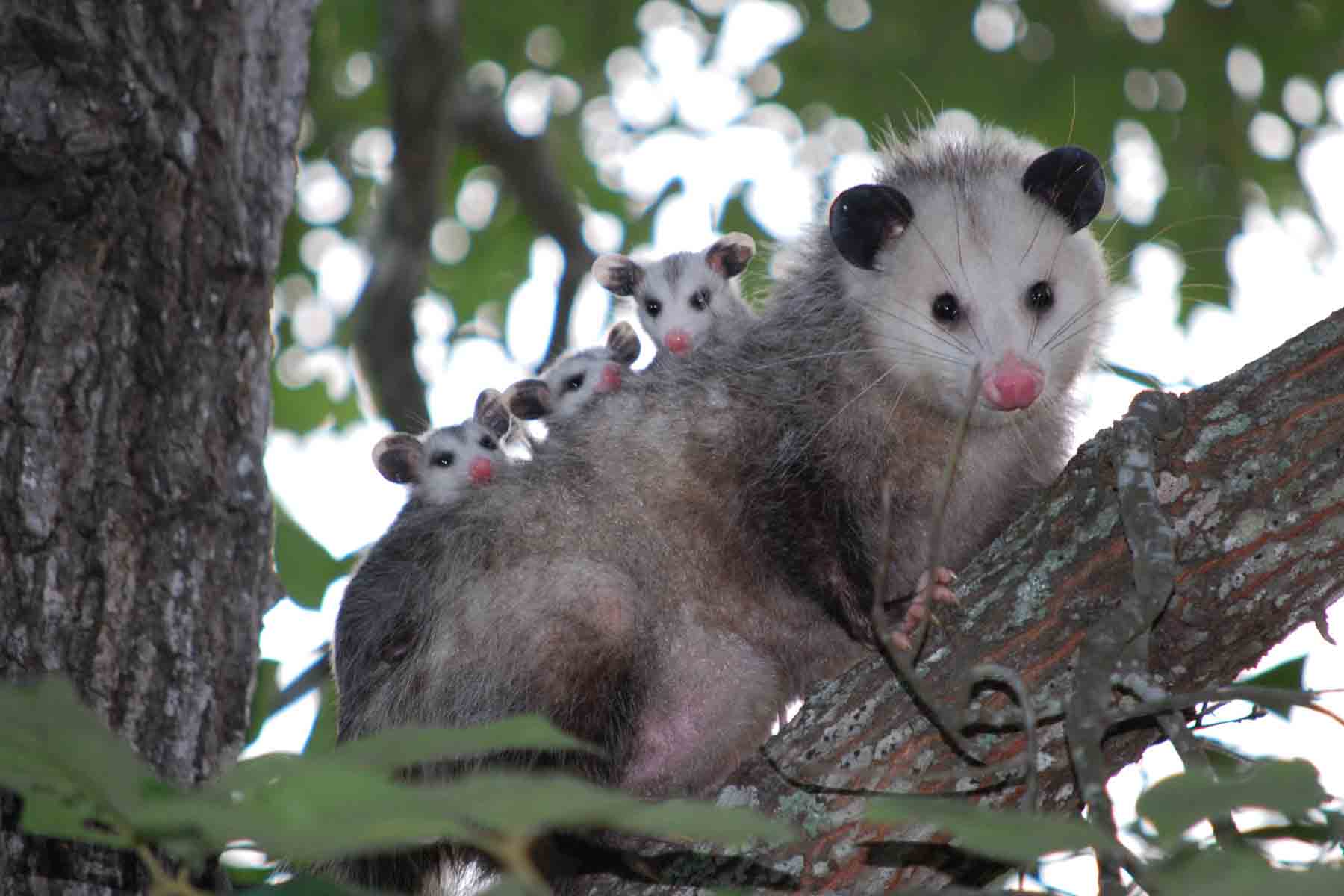 A possum family sitting on a branch in a home's backyard
