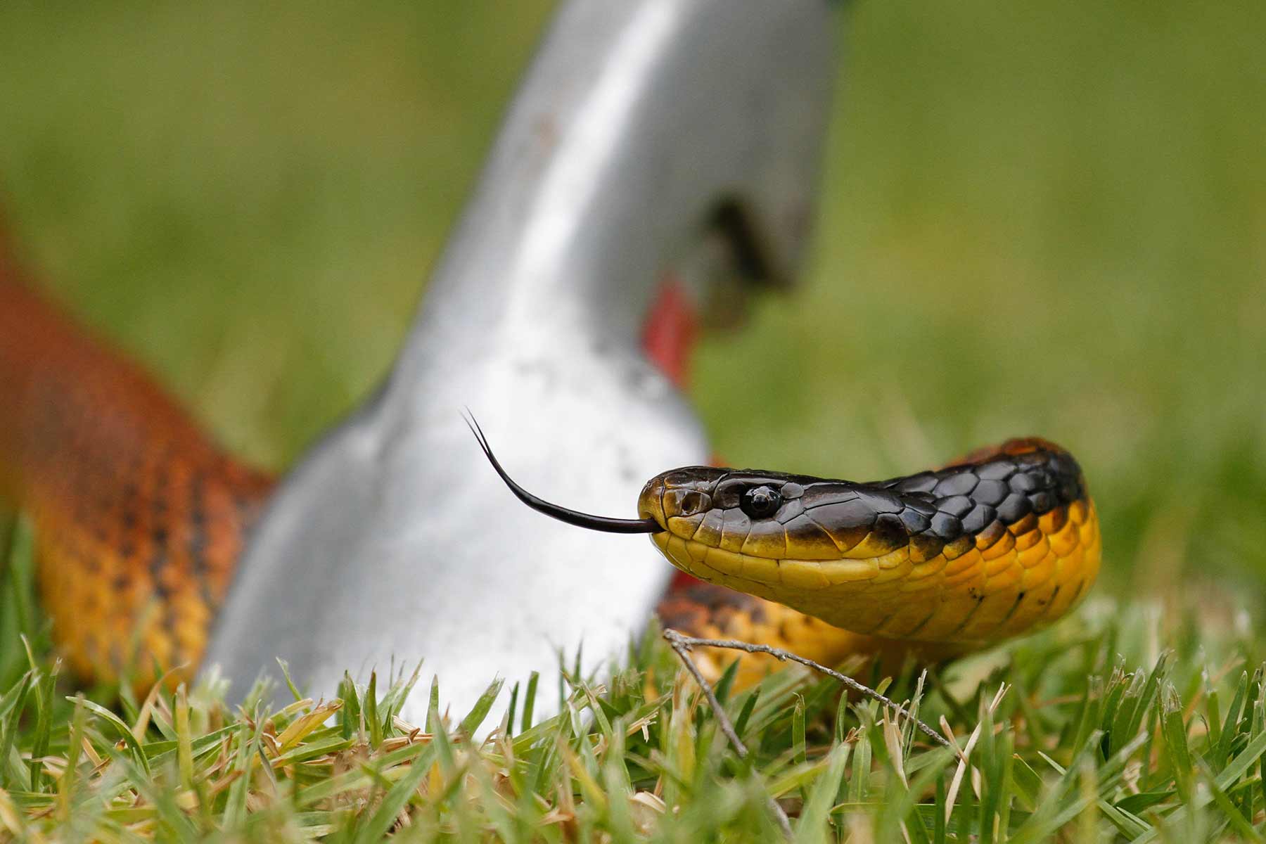 Close-up of a snake being removed from a yard by a wildlife removal service professional
