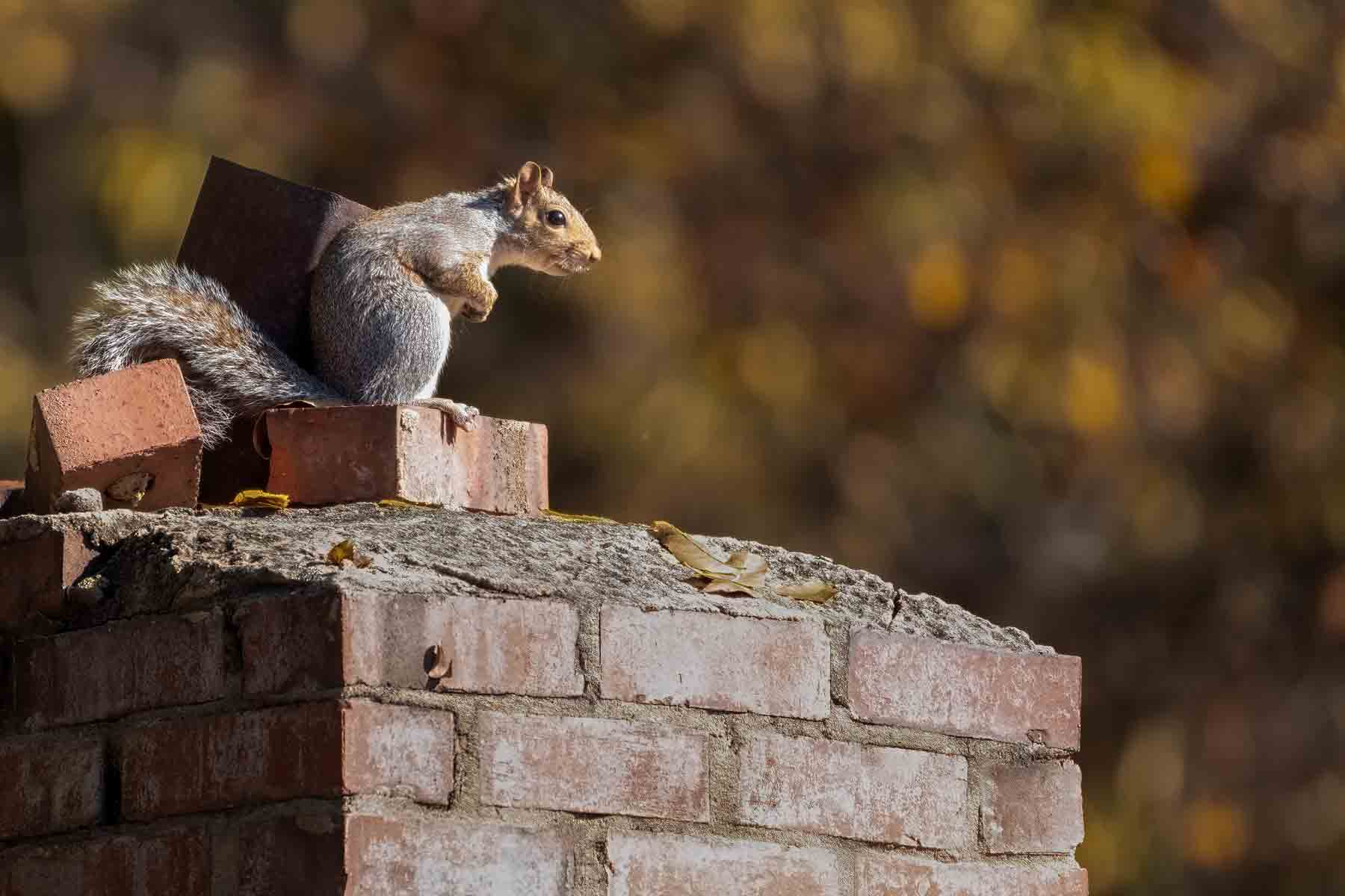 Squirrel Removal Example Using One Way Doors 