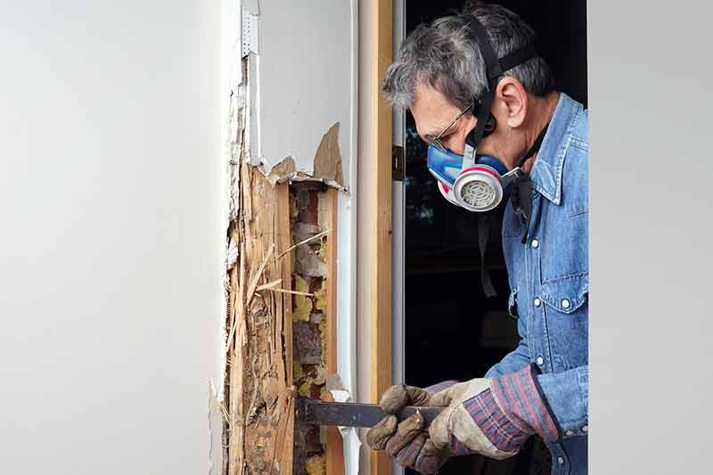 Termite damage repair cost