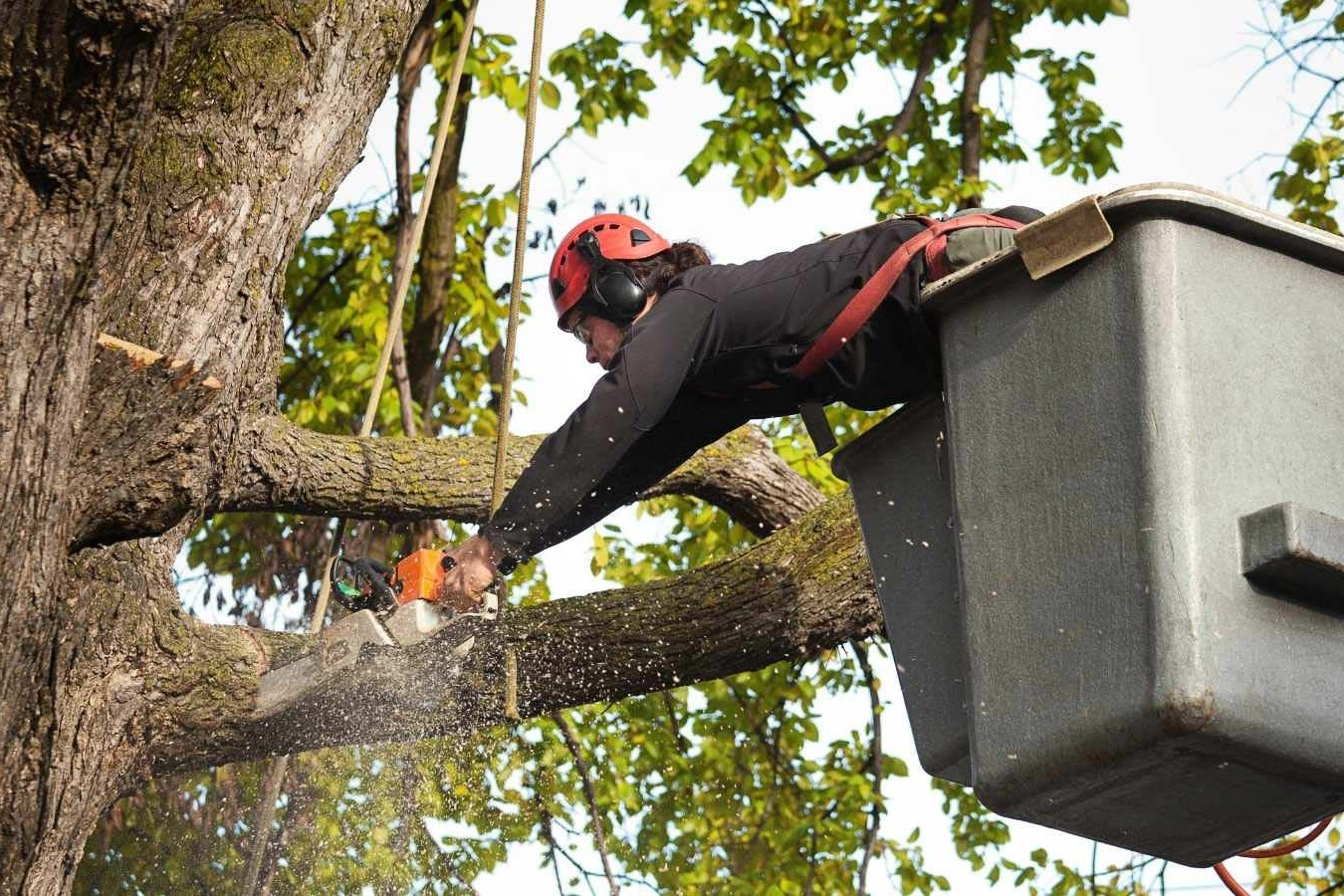 2024 Tree Trimming Costs Prices Tree Pruning Cost